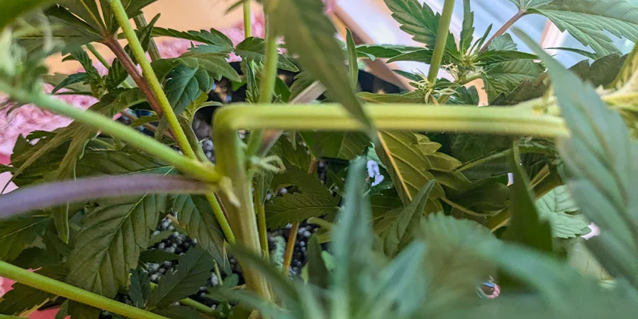 Supercropping y técnicas de doblado de tallos